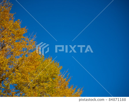 Ginkgo is colored yellow leaves 84871188