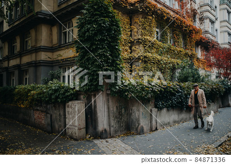 Distant view of elegant senior man walking his dog outdoors near buliding with ivy wall in city in winter. 84871336
