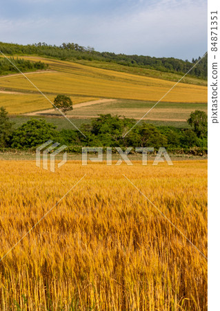 Wheat field 84871351