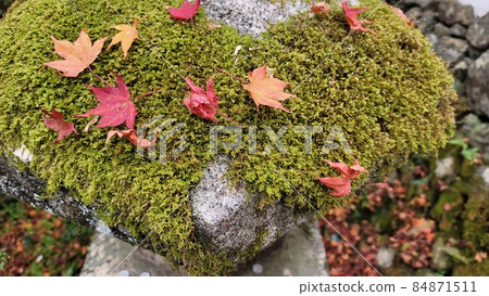Fallen leaves and mossy stone lanterns reminiscent of various acts 84871511
