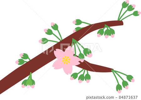 Cherry blossoms blooming 84871637