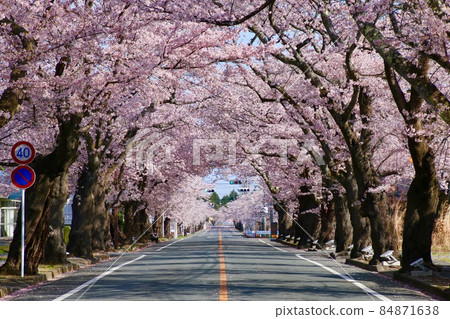 Sakura at Yonomori Park (Tomioka Town, Fukushima Prefecture) Sakura at Yonomori Park (Tomioka Town, Fukushima Prefecture) 84871638