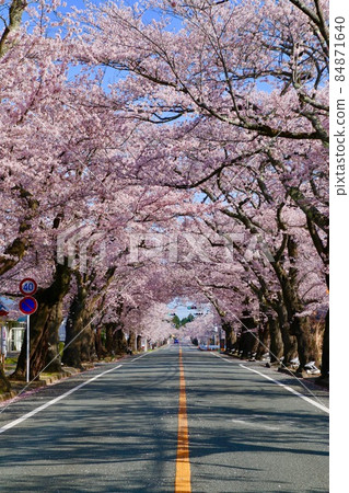 Sakura at Yonomori Park (Tomioka Town, Fukushima Prefecture) 84871640