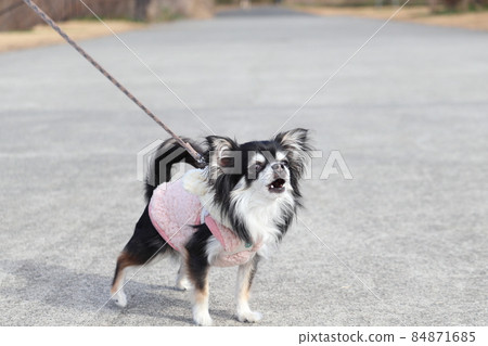 Menacing barking chihuahua, a timid dog 84871685