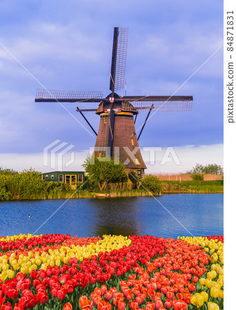 Windmills and flowers in Netherlands 84871831