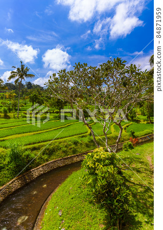 Rice fields - Bali island Indonesia 84871959