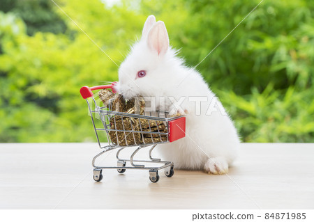 Adorable baby rabbit white pushing red shopping basket cart with cookie carrot while standing Adorable baby rabbit white pushing red shopping basket cart with cookie carrot while standing 84871985