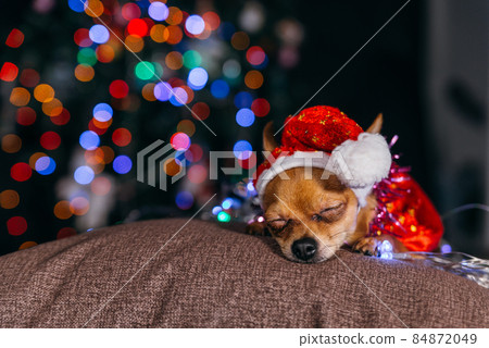 The Toy Terrier is a yellow New Year's dog. 84872049