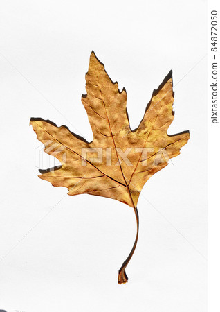 Sycamore autumn leaf, autumn leaf of plane tree, isolated on white background Sycamore autumn leaf, autumn leaf of plane tree, isolated on white background 84872050