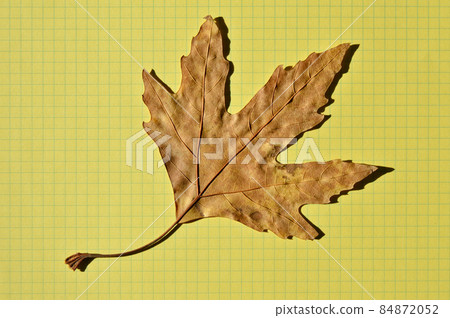 Sycamore autumn leaf, autumn leaf of plane tree, isolated on yellow checkered paper Sycamore autumn leaf, autumn leaf of plane tree, isolated on yellow checkered paper 84872052