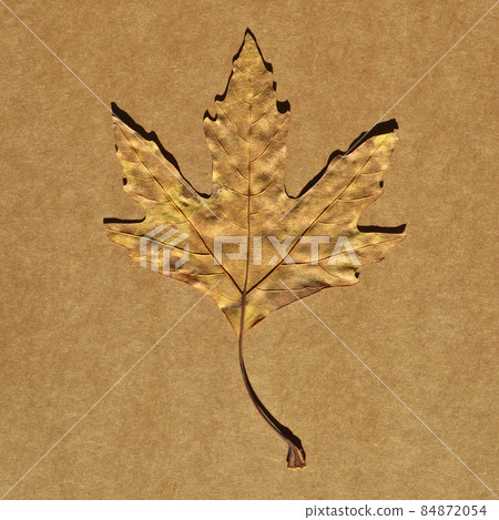 Sycamore autumn leaf, autumn leaf of plane tree, isolated on cardboard Sycamore autumn leaf, autumn leaf of plane tree, isolated on cardboard 84872054