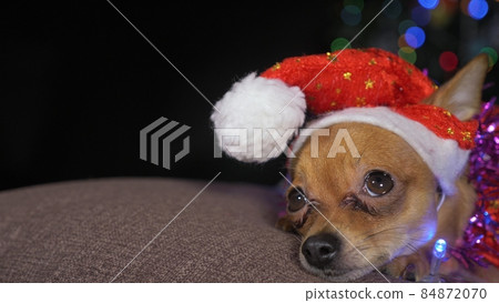 The Toy Terrier is a yellow New Year's dog. 84872070