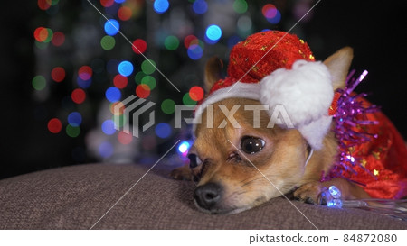 The Toy Terrier is a yellow New Year's dog. 84872080