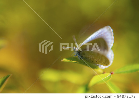 棲息在葉子上的一隻小蝴蝶 84872172