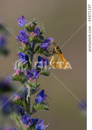 Lulworth skipper, Thymelicus acteon foraging on a flower at a meadow at Munich, Germany Lulworth skipper, Thymelicus acteon foraging on a flower at a meadow at Munich, Germany 84872197