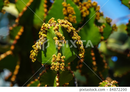 Close view of Transvaal candelabra tree, or bushveld candelabra euphorbia 84872200