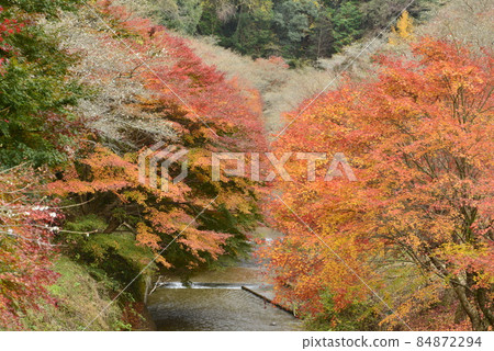 [愛知縣豐田市]柿子入口長廊上的四季櫻 84872294