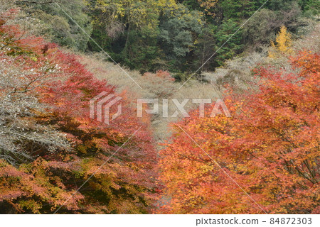 [愛知縣豐田市]柿子入口長廊上的四季櫻 84872303