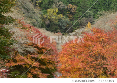 [愛知縣豐田市]柿子入口長廊上的四季櫻 84872305