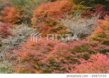 [愛知縣豐田市]柿子入口長廊上的四季櫻 84872310