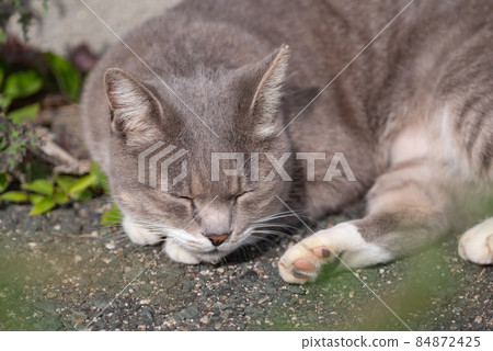 放鬆的貓 84872425