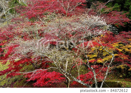 【愛知縣豐田市】小原親緣公園的四季櫻 【愛知縣豐田市】小原親緣公園的四季櫻 84872612