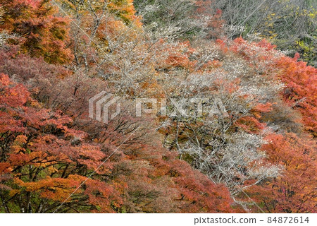 【愛知縣豐田市】小原親緣公園的四季櫻 84872614