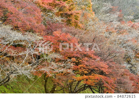 【愛知縣豐田市】小原親緣公園的四季櫻 【愛知縣豐田市】小原親緣公園的四季櫻 84872615