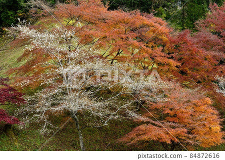 【愛知縣豐田市】小原親緣公園的四季櫻 【愛知縣豐田市】小原親緣公園的四季櫻 84872616
