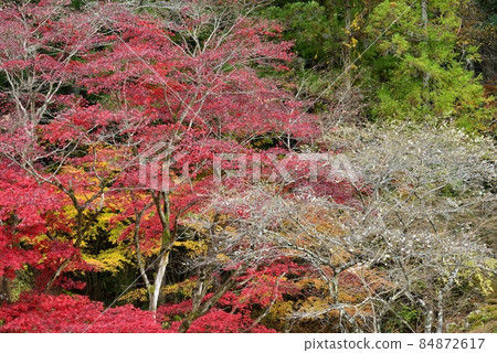 【愛知縣豐田市】小原親緣公園的四季櫻 【愛知縣豐田市】小原親緣公園的四季櫻 84872617