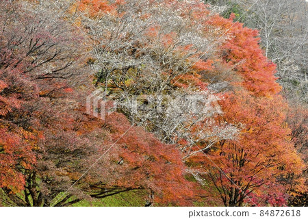 【愛知縣豐田市】小原親緣公園的四季櫻 【愛知縣豐田市】小原親緣公園的四季櫻 84872618