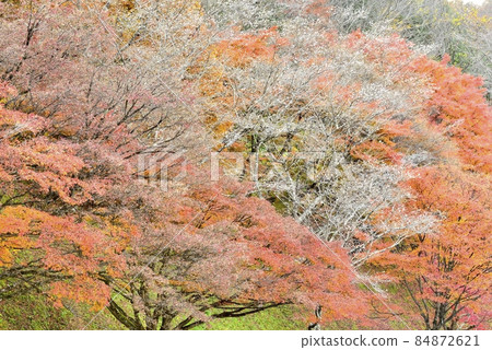 【愛知縣豐田市】小原親緣公園的四季櫻 84872621