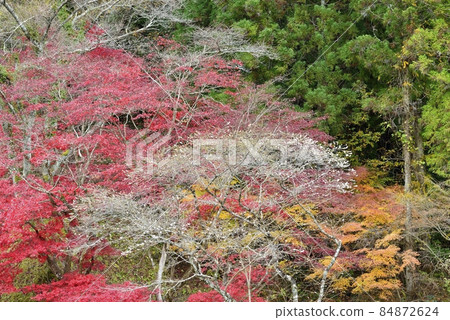 【愛知縣豐田市】小原親緣公園的四季櫻 【愛知縣豐田市】小原親緣公園的四季櫻 84872624