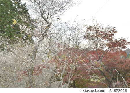 [Toyota City, Aichi Prefecture] Shikizakura in Obara Fureai Park 84872628