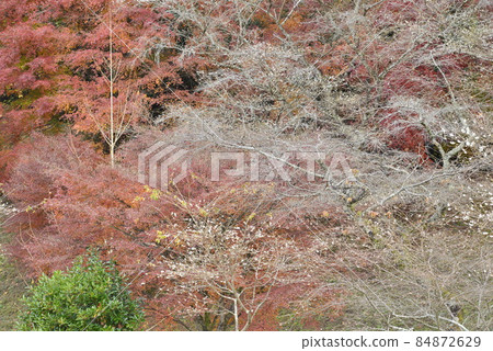 【愛知縣豐田市】小原親緣公園的四季櫻 【愛知縣豐田市】小原親緣公園的四季櫻 84872629