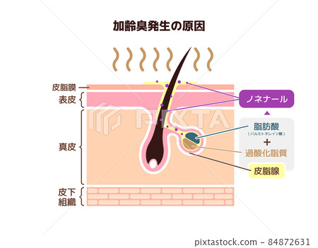 Mechanism of the generation of aging odor Vector illustration 84872631