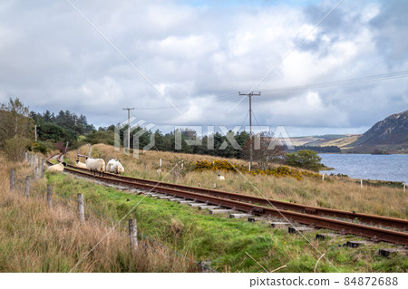 Sheep on railway tracks beside Lough Finn in Donegal- Ireland 84872688