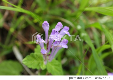 Scutellaria indica, wild grass, weeds that bloom in the half-day shaded grassland at the forest edge 84873302