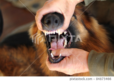 German shepherd with sharp teeth of a large dog 84873466