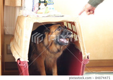 Shepherd, a large dog that enters the crate and trains mate 84874471