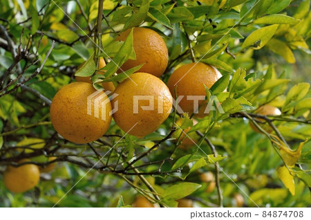Tankan Tankan 84874708