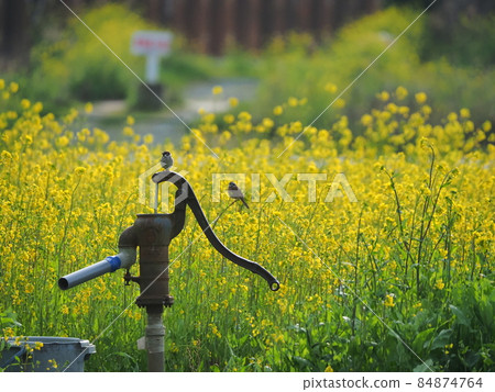 A field of rape blossoms in early spring and a sparrow that stops at a hand pump 84874764