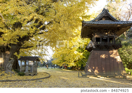 The golden ginkgo tree of Sairenji [Namegata City, Ibaraki Prefecture] 84874925