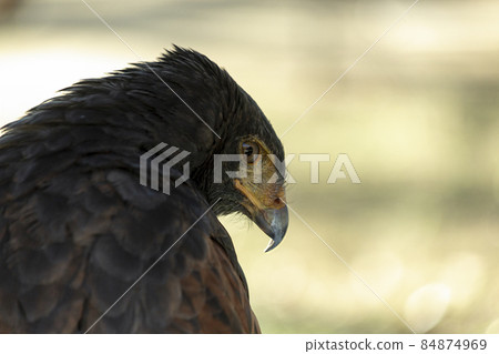 Harris's hawk that directs sharp eyes to the distance over the back [hawk] 84874969