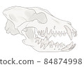 Dog teeth and jaw bones anatomical illustration dog skeleton 84874998