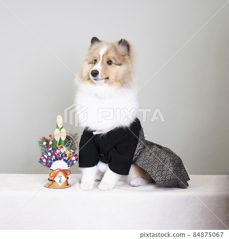 A dog wearing a haori hakama and a kadomatsu 84875067