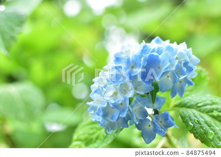hydrangea   84875494