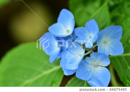 hydrangea   84875495