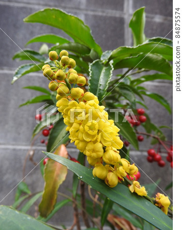 Yellow flower of Berberis fortunei Yellow flower of Berberis fortunei 84875574