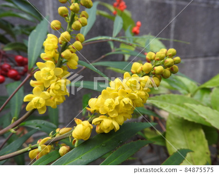小蘗黃花 小蘗黃花 84875575